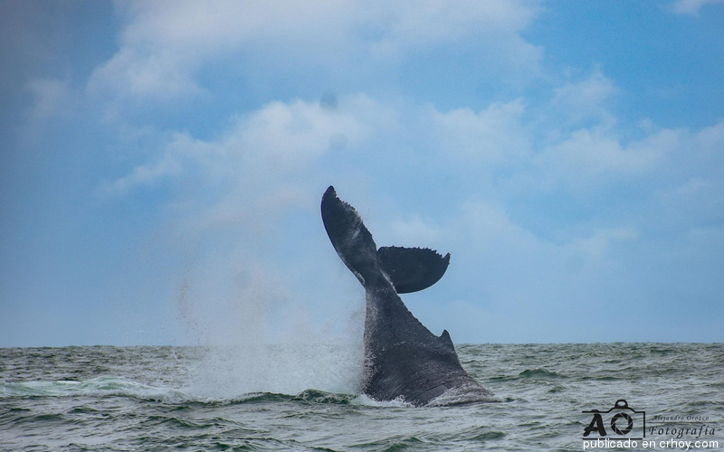 Parque Marino Ballena alista Festival de Ballenas y Delfines
