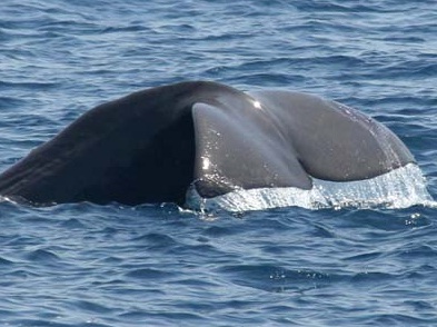 Científicos del Instituto Español de Oceanografía investigan el agua mediterránea a su salida del Estrecho