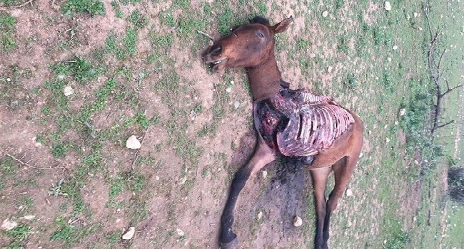 Descuartizan una yegüa en Lloseta