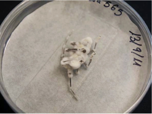 La UVa ‘triunfa’ en los premios anuales que otorga la Sociedad Española de Ciencias Forestales