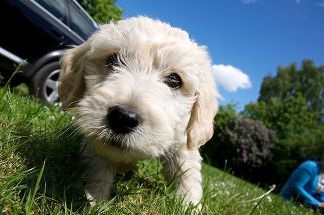 Cómo y cuándo apareció el perro