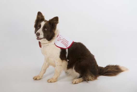 Perros que detectan el cáncer de próstata del ser humano