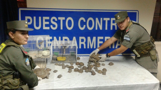 Argentina. Gendarmería rescató 44 tortugas y 2 aves en Jujuy