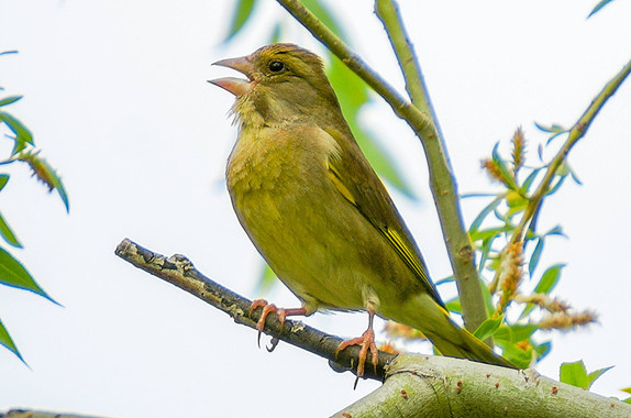 Cosas que no sabes de las aves urbanas del sur de Europa