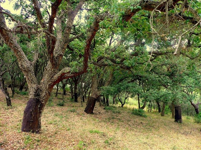 La Junta aprueba la ampliación territorial del Parque Natural de Los Alcornocales en Cádiz