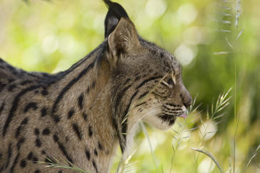 El lince podría extinguirse si no se protege frente al cambio climático en menos de 50 años