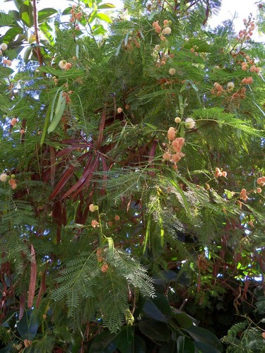 Biofertilizantes para leguminosas y otras plantas destinadas a la producción de biocombustibles