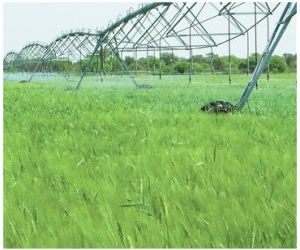 Organizaciones ambientales contra el borrador de posición de la Comisión del Agua de Aragón