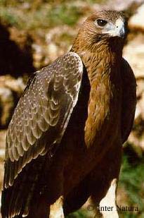 El águila perdicera desaparecerá antes de 2050 en Italia