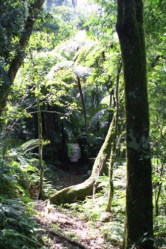Conservar la diversidad biológica en Paraguay es la prioridad de un nuevo proyecto