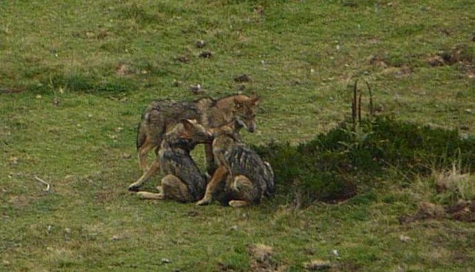 La ‘TRAMA’ del lobo asturiano