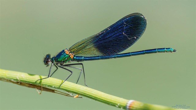 Detectan la presencia de varias especies de libélulas escasas en el río Segura