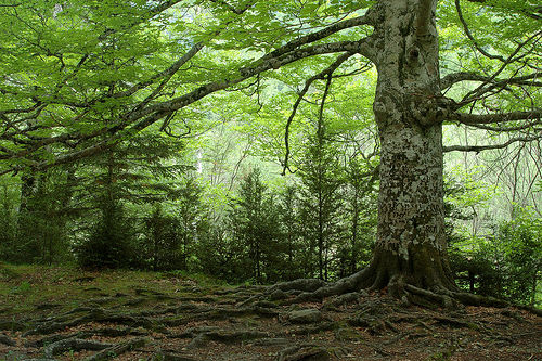 El proyecto de restauración ambiental de Ampros en los Pozones concluye con la plantación de 2.000 árboles