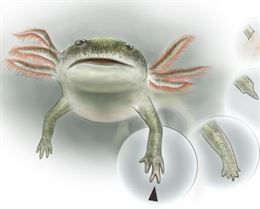 La evolución hizo perder la capacidad regenerativa de los vertebrados de cuatro patas