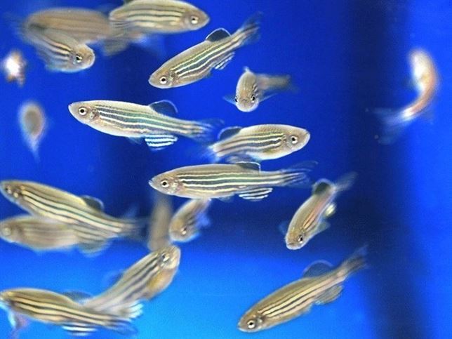 Conoces el secreto de la coloración del pez cebra