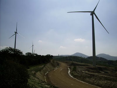 Ecologistas avisa de riesgos para especies amenazadas de ave por un nuevo parque eólico en La Puebla de Cazalla