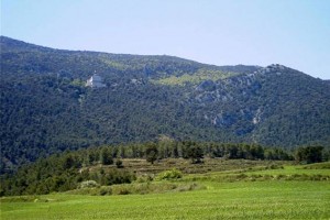 El Consell protegerá núcleos de árboles que faciliten la regeneración natural de los montes valencianos tras un incendio