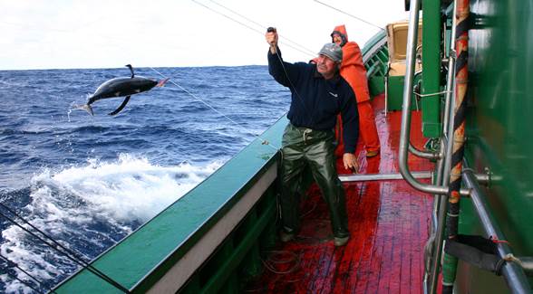La pesquería de bonito del norte del Cantábrico entra en evaluación MSC