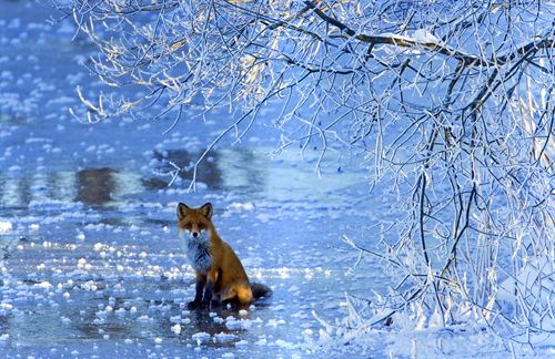 Las subespecies son más abundantes en las latitudes más altas