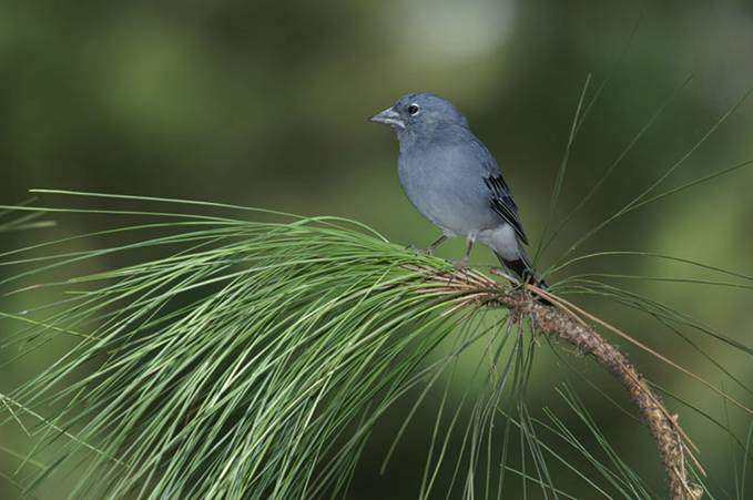 Identifican 180 especies de aves en Cantabria en 24 horas