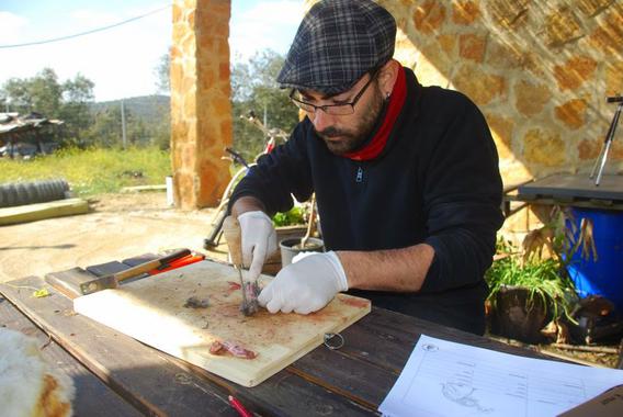Las crías de lince ibérico marcan los huesos de conejo igual que sus progenitores