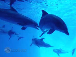 German offshore wind farm builders to explore noise reduction methods