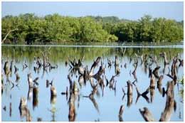 Reverdece el mangle en importante humedal cubano