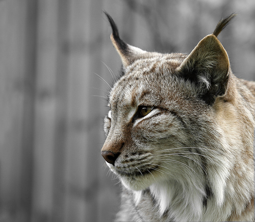 Muere el tercer lince atropellado en Doñana en una semana