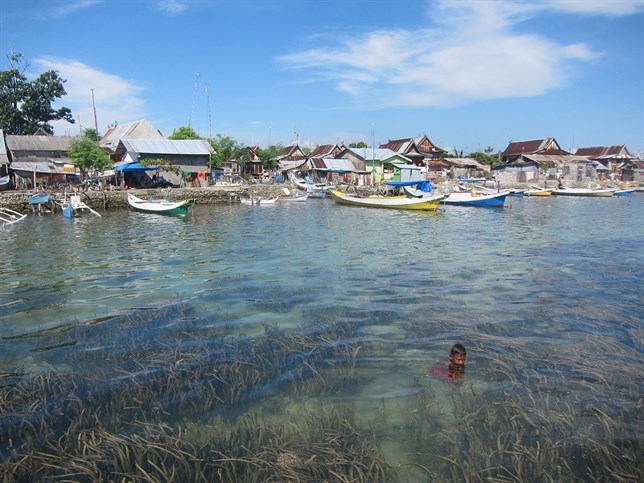 Las praderas marinas reducen las bacterias en aguas contaminadas