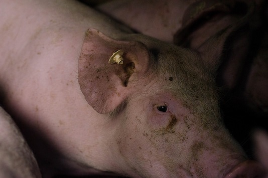 Nueva investigación revela maltrato animal en granjas de cerdos alemanas que suministran a la conocida cadena de supermercados Edeka.