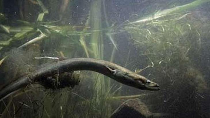 Asturias No protege a sus anguilas