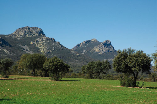 Proyectos para mitigar la desertificación en Sierras Centrales de Badajoz