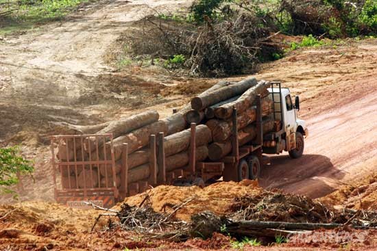 La Comisión Europea apercibe a España por permitir la entrada de madera ilegal