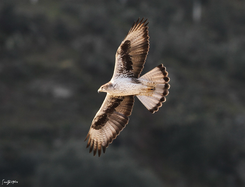 Mejora la situación del águila perdicera