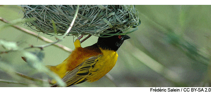El cambio climático hace más promiscuas a las aves