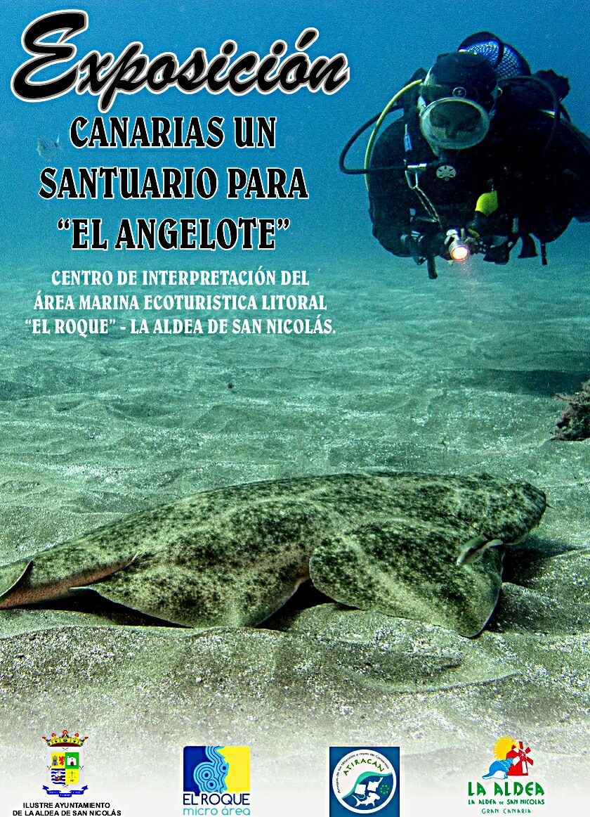 Canarias un santuario para el angelote