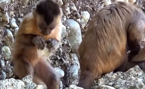 Monos capuchinos producen piedras afiladas similares a herramientas
