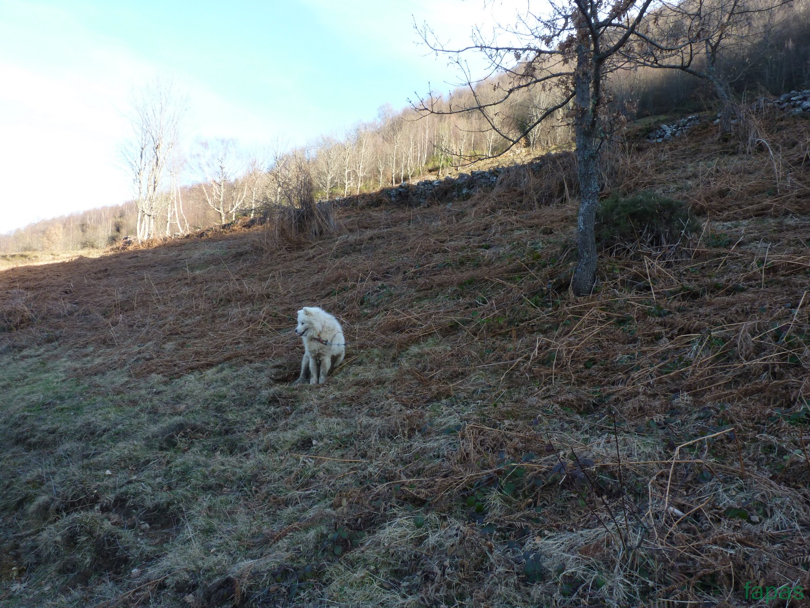 Fapas advierte que las batidas al jabalí en importantes zonas de castilla y leon estan descontroladas y son un peligro para personas y fauna.