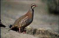 La perdiz roja puede contribuir a la propagación del virus de la gripe aviar