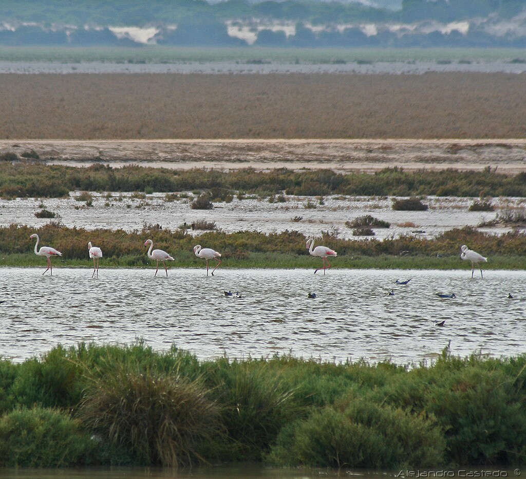 El Defensor del Pueblo investiga el cumplimiento del Proyecto Doñana 2005 para la regeneración hídrica de las marismas