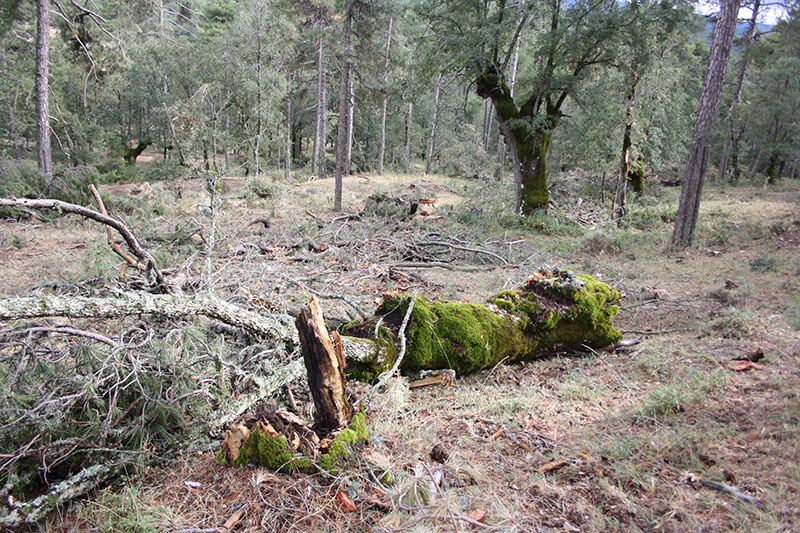 Tala de pinos centenarios en la Serranía de Cuenca