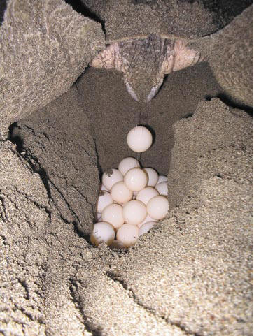 Borrados cinco campos de desove de tortugas en Veracruz