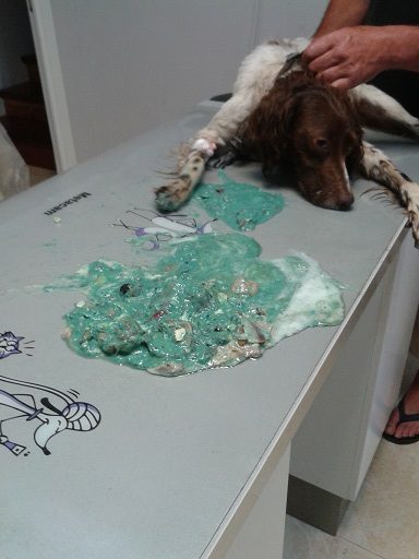 La Fiscalía investiga diversos envenenamientos de perros en zonas rurales de Asturias