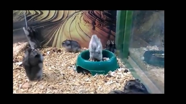 Hámster ‘olímpico’ (Mira el VIDEO)