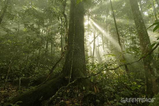 La deforestación de la Amazonia por la puerta trasera