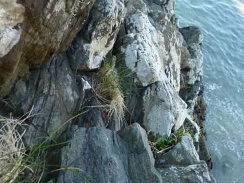 Luz y taquígrafos sobre los hongos de una planta que sobrevive en acantilados