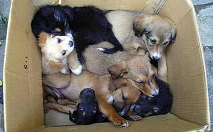 Desarticulan una trama de importación de perros de raza