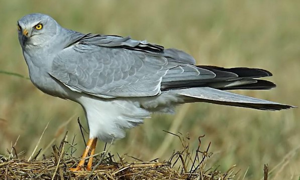 Nueva ruta migratoria del aguilucho papialbo en el Estrecho de Gibraltar