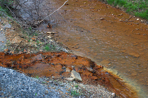Hongos limpian aguas contaminadas por minas de carbón