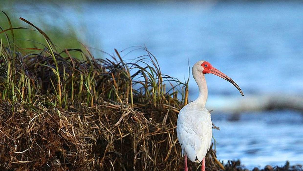 Donald Trump ahora quiere revisar la norma que protege los humedales